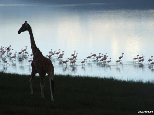 Nakuruo^