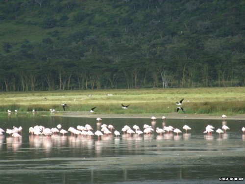 Nakuruo^