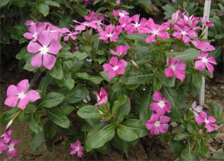 ‘粉’長春花