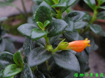 袋鼠花