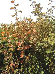 ëľ(Symphoricarpos albus)