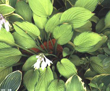 (bio)