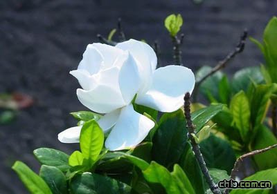 梔子花病蟲發生及其防治措施