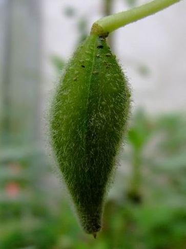 鳳仙花種子