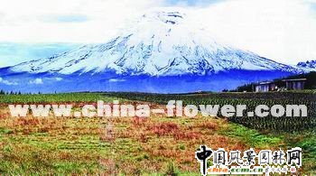 厄瓜多爾：對花卉出口業信心滿滿