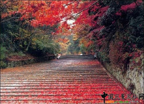 紅楓