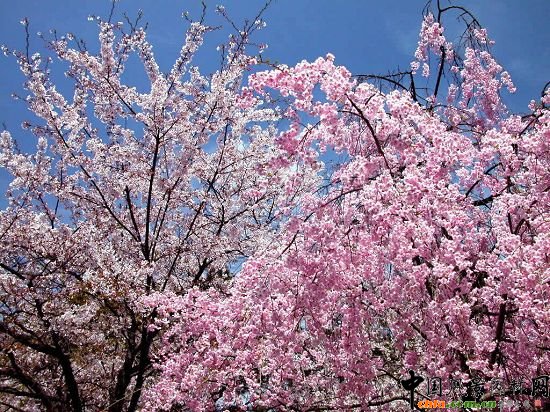 櫻花