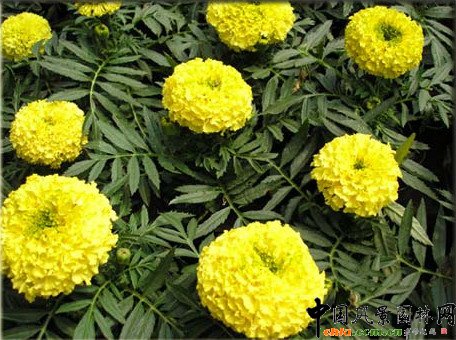 萬壽菊(圖)