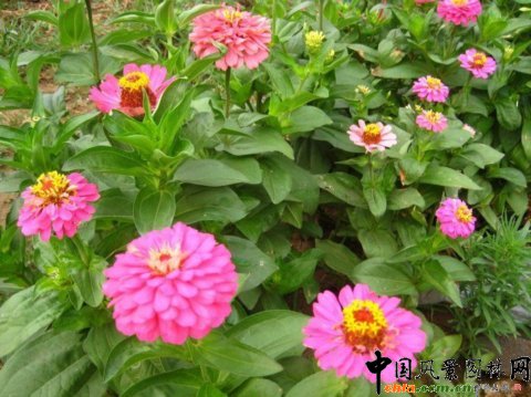 百日草(圖)
