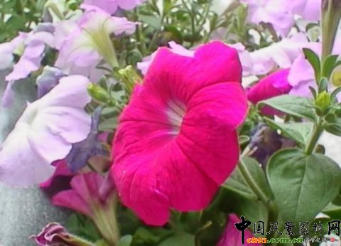 矮牽牛(圖)