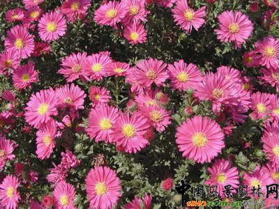 荷蘭菊(圖)