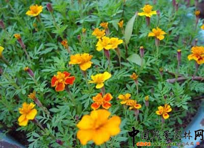 孔雀草(圖)