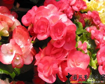 秋海棠(圖)