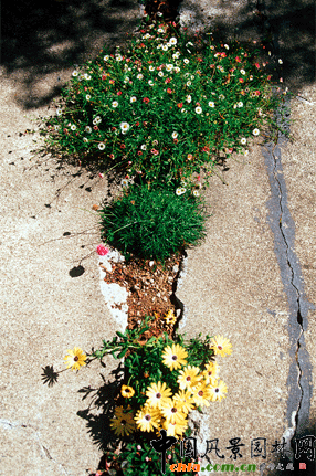 2009ASLA居住區設計類榮譽獎：裂縫花園