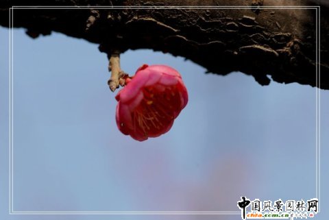 踏雪尋梅 梅花風(fēng)景圖片總集賞析(組圖)