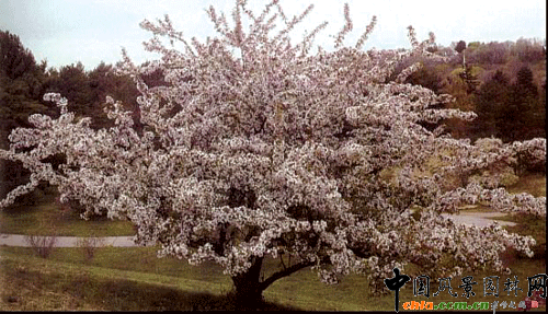  Malus hupehensis