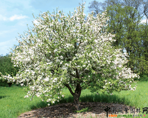 Ĺ-Malus-prunifolia