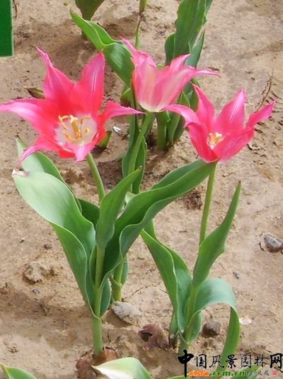 Mar jan