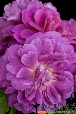 月季‘安妮公主’（Rosa PRINCESS ANNE (‘Auskitchen’)）