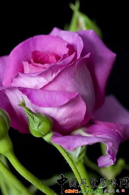 月季克萊爾馬歇爾（Rosa CLAIRE MARSHALL (‘Harunite’)）