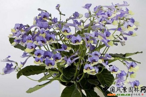 海角櫻草‘小丑藍’（Streptocarpus ‘Harlequin Blue’）