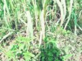 www.chla.comc.n