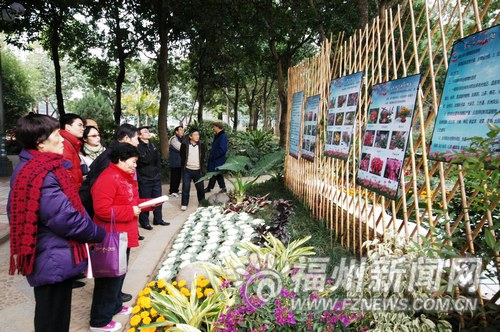 福州園林專家講解：綠化陽臺和屋頂適宜種哪些植物？