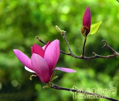 花卉 玉蘭 春