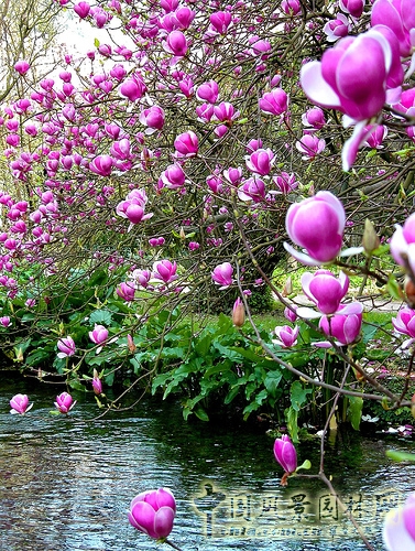 花卉 玉蘭 春