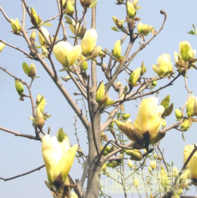 花卉 玉蘭 春