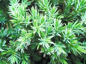 北京 綠化 彩葉樹