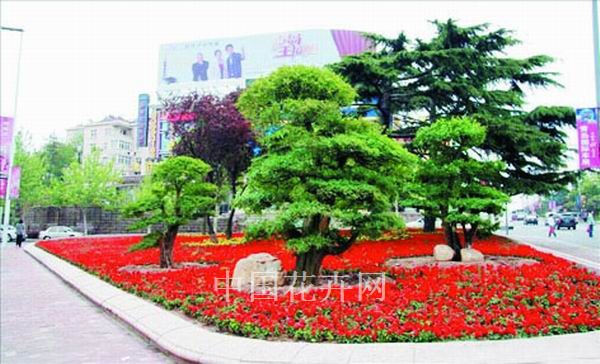 對(duì)節(jié)白蠟 景觀 造型