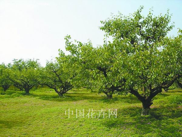 梨樹 應用 花卉
