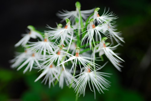云南 蘭科 玉鳳花
