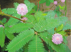 園藝師 室內(nèi)養(yǎng)花 觀賞植物 