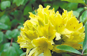 園藝師 室內(nèi)養(yǎng)花 觀賞植物 
