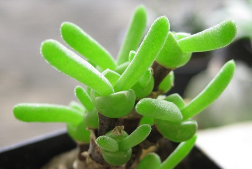 多肉植物 枝干番杏 碧光環