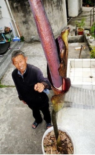 認(rèn)識(shí)植物