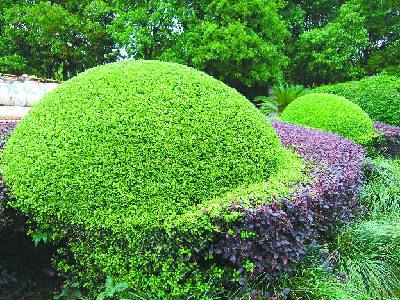 金華 綠化 養(yǎng)護(hù)