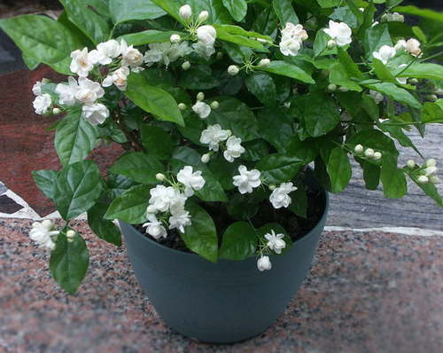 夏日 花卉 茉莉