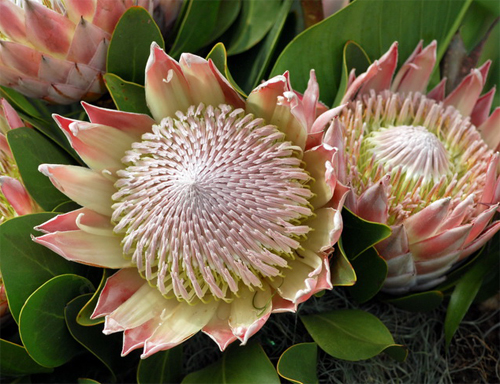 帝王海神花