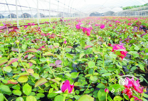 月季 盆栽 養護