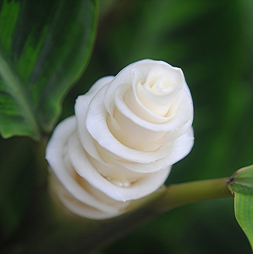 瓦氏肖竹芋 花卉 擬態(tài)