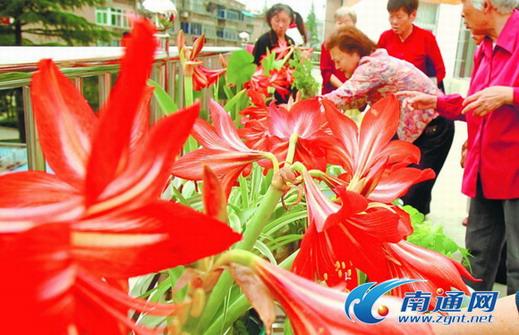 江蘇 植物 養(yǎng)護(hù)
