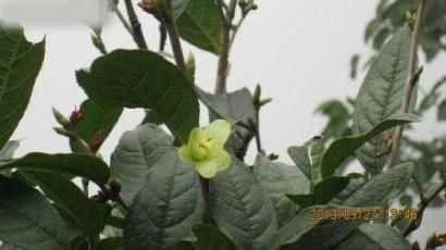 四川首次發(fā)現(xiàn)瀕危植物小黃花茶