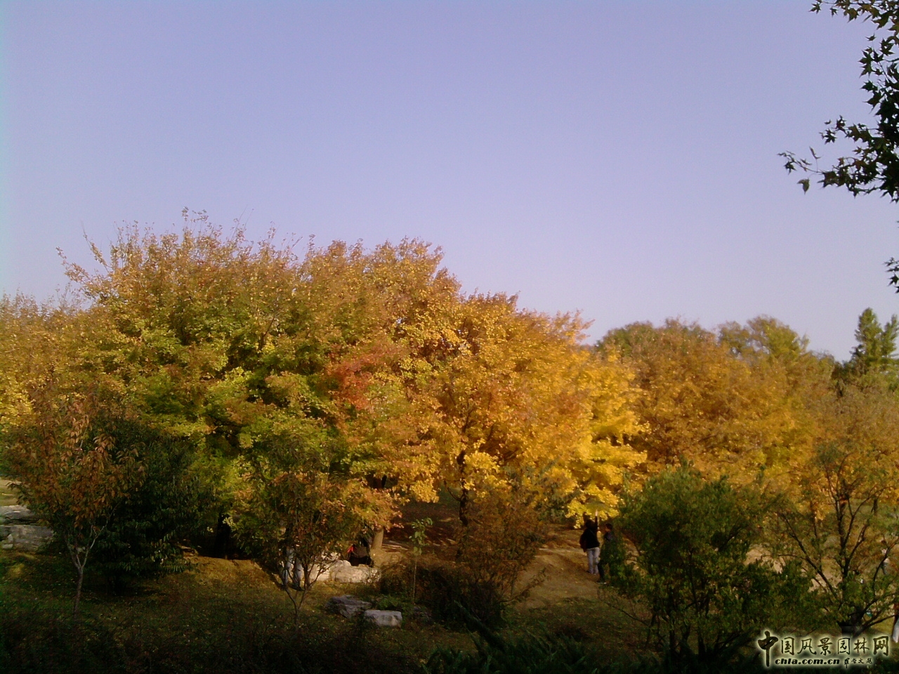 香山紅葉 秋游植物園 萬(wàn)葉戀歌 植物園
