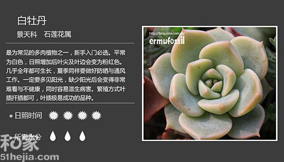 白牡丹