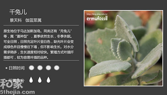 千兔兒