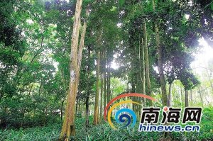 海南瀕危珍稀植物油楠，保存在儋州中國(guó)熱帶農(nóng)業(yè)科學(xué)院植物園內(nèi)。海南日?qǐng)?bào)記者蘇曉杰攝