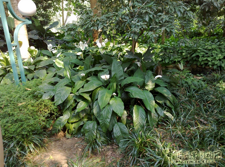 白掌